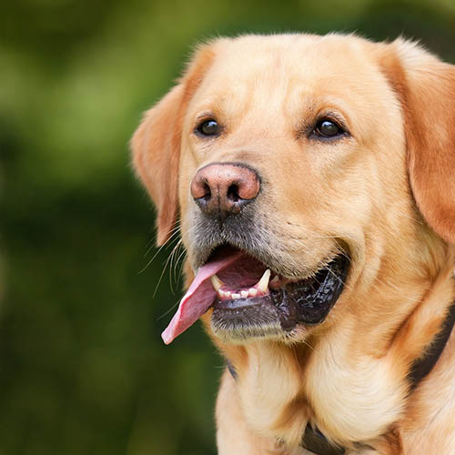 un chiot soin pharmacie de l'Europe